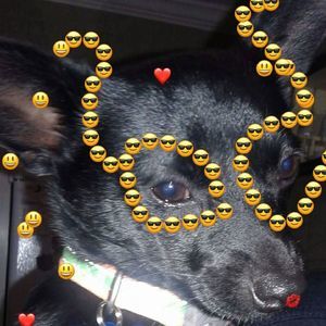 Meet your Posher, Meloni